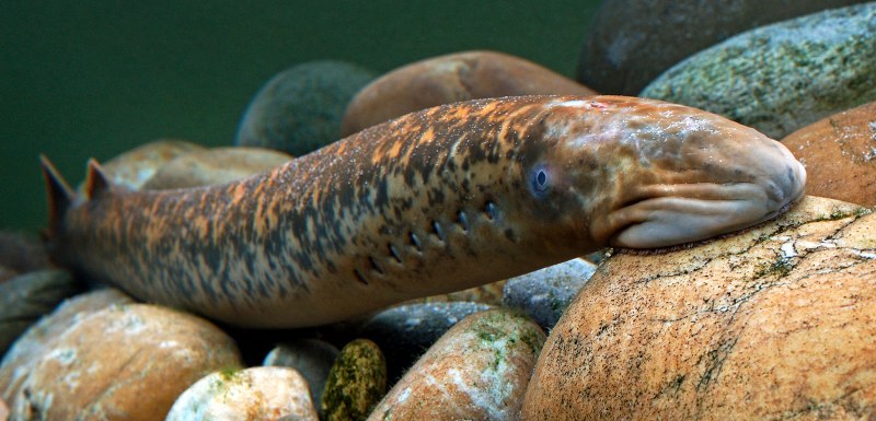 Морская минога (Petromyzon Marinus)