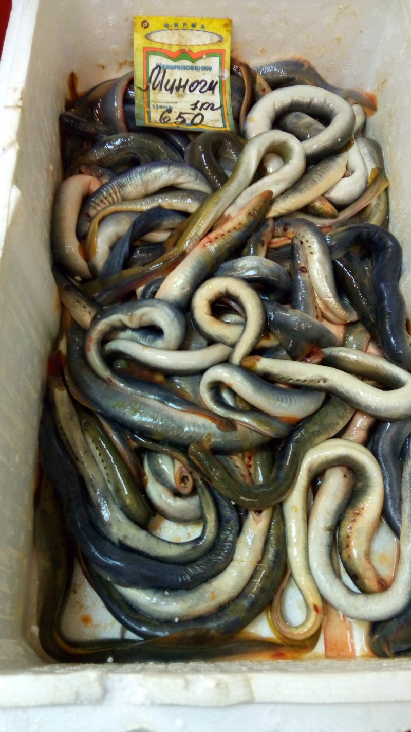 Морская минога (Petromyzon Marinus)