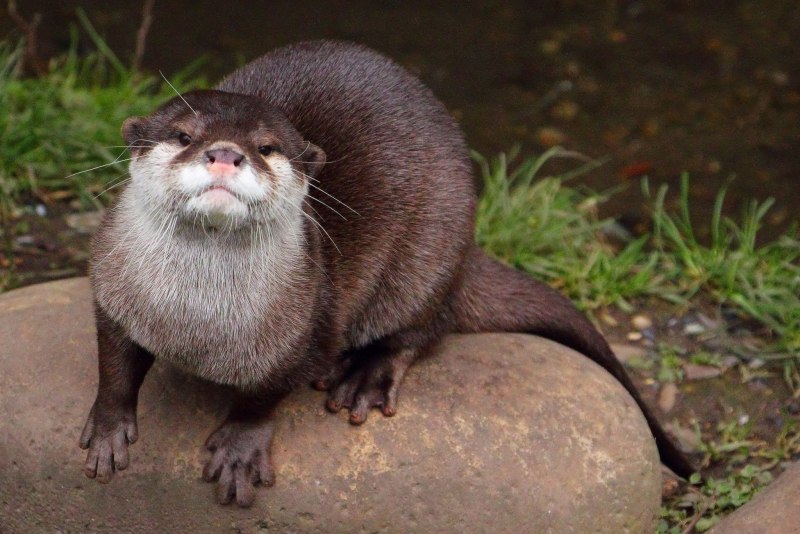 Кавказская выдра (Lutra Lutra meridionalis)