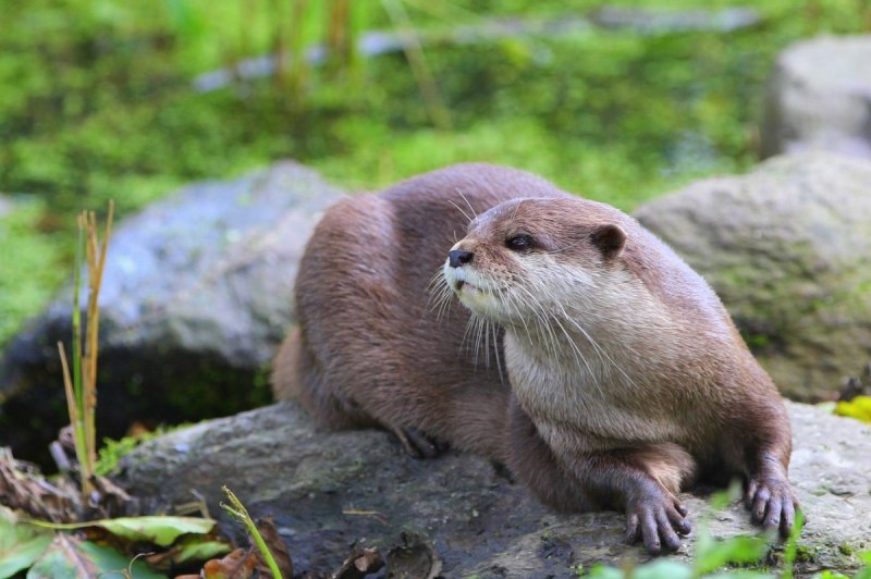 Кавказская выдра (Lutra Lutra meridionalis)