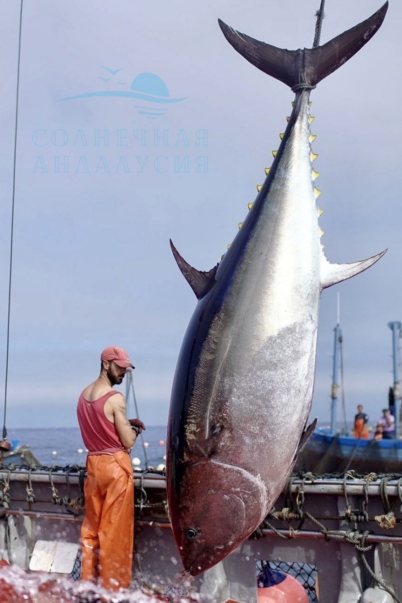 Thunnus thynnus
