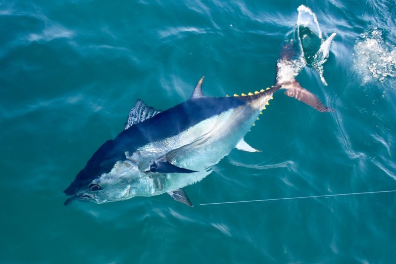 Желтопёрый тунец Thunnus Albacares