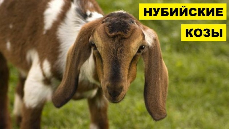 Ламанча и нубийские козы