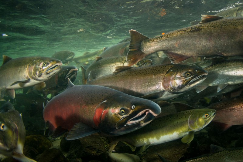 Горбуша Oncorhynchus gorbuscha (Walbaum)