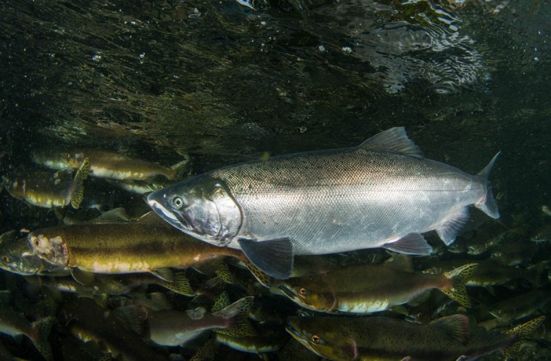 Атлантический лосось Salmo Salar