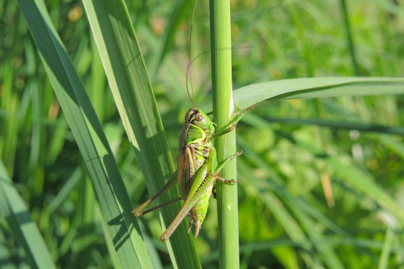 Кузнечик поющий