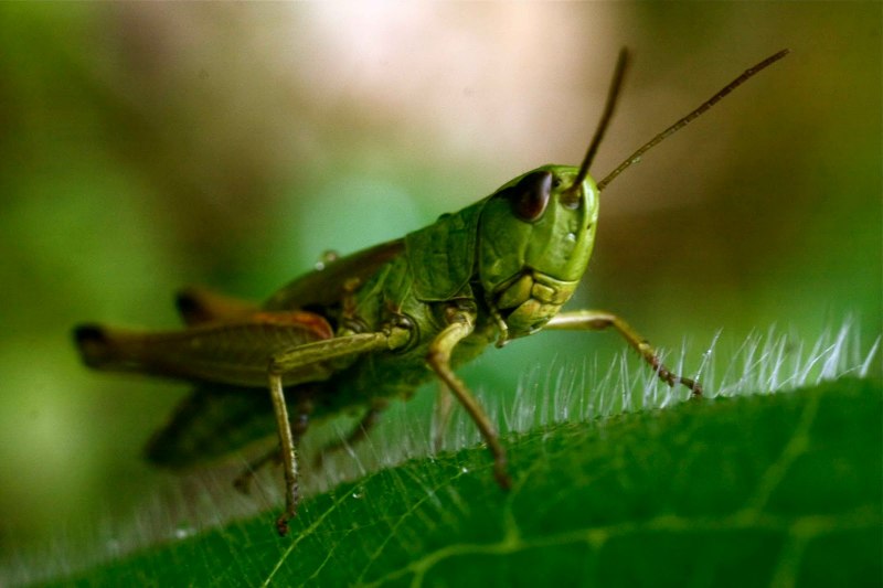 Grasshopper («кузнечик», 1946).