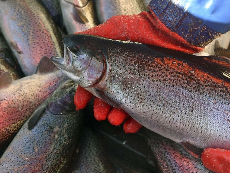 Чавыча (Oncorhynchus tschawytscha)