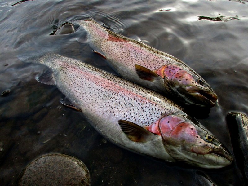 Gila Trout рыба