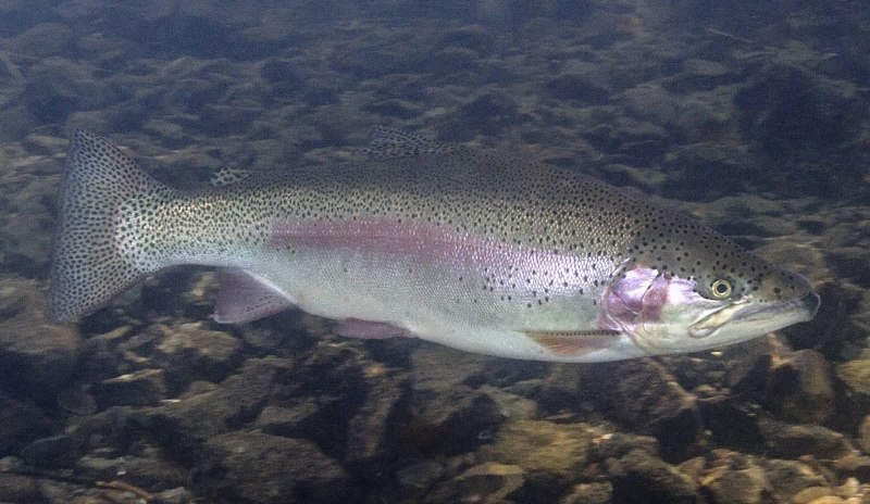 Микижа Радужная форель
