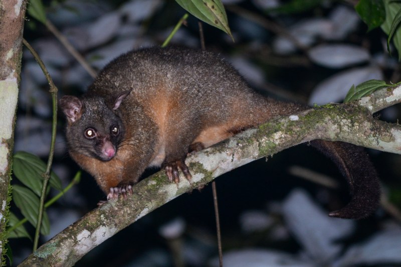 Trichosurus johnstonii
