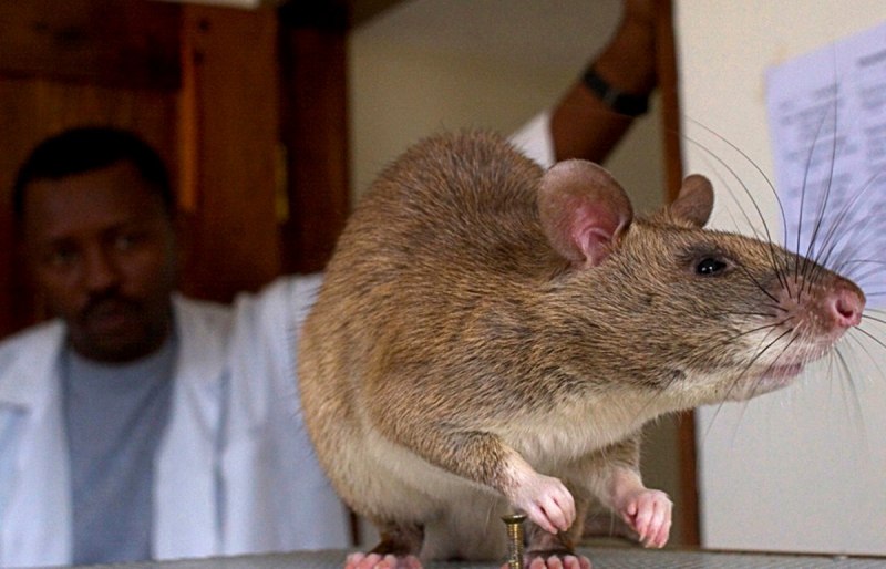 Hyorhinomys stuempkei