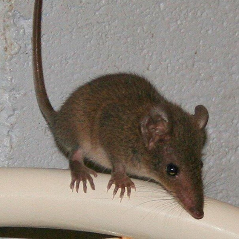 Серая крыса Rattus norvegicus
