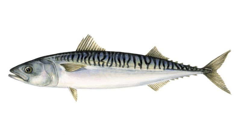 Scomberomorus maculatus
