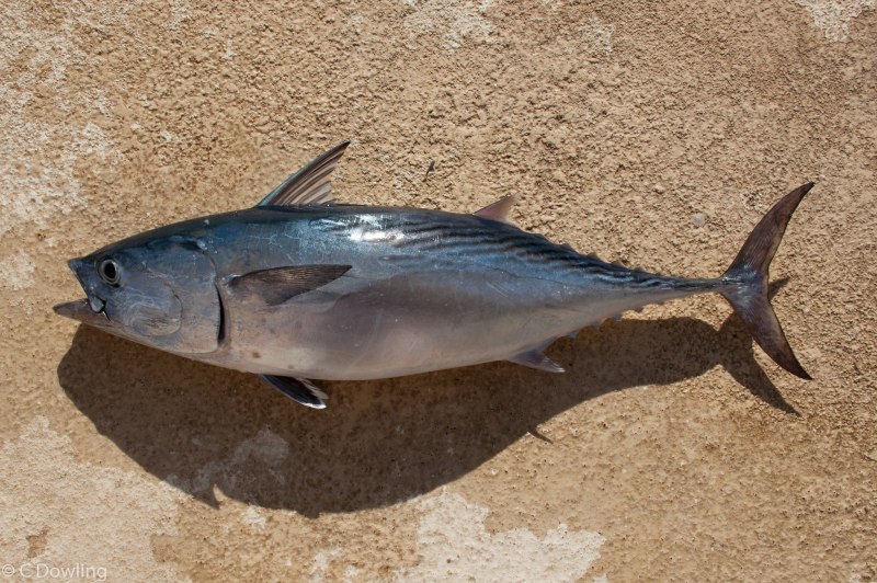 Scomberomorus sinensis