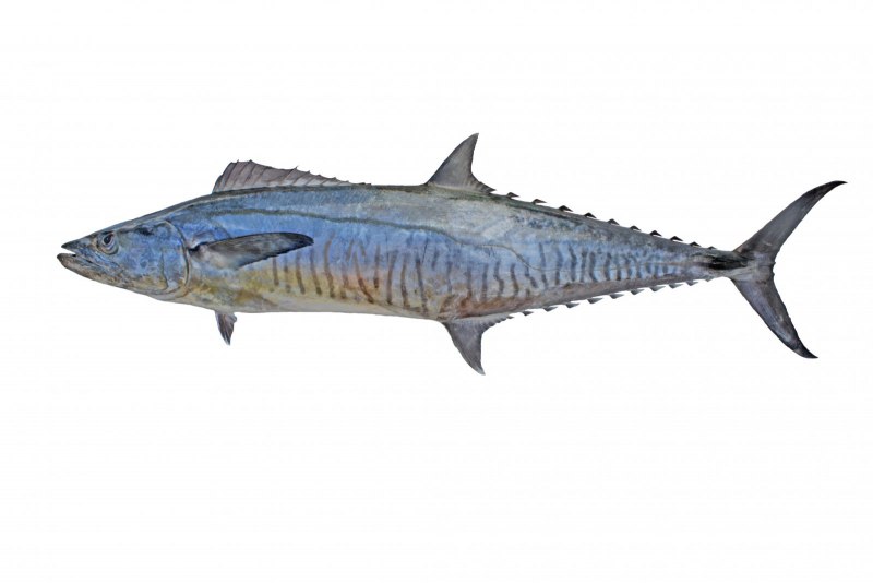 Scomberomorus Commerson