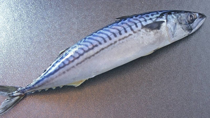 Рыба Королевская макрель