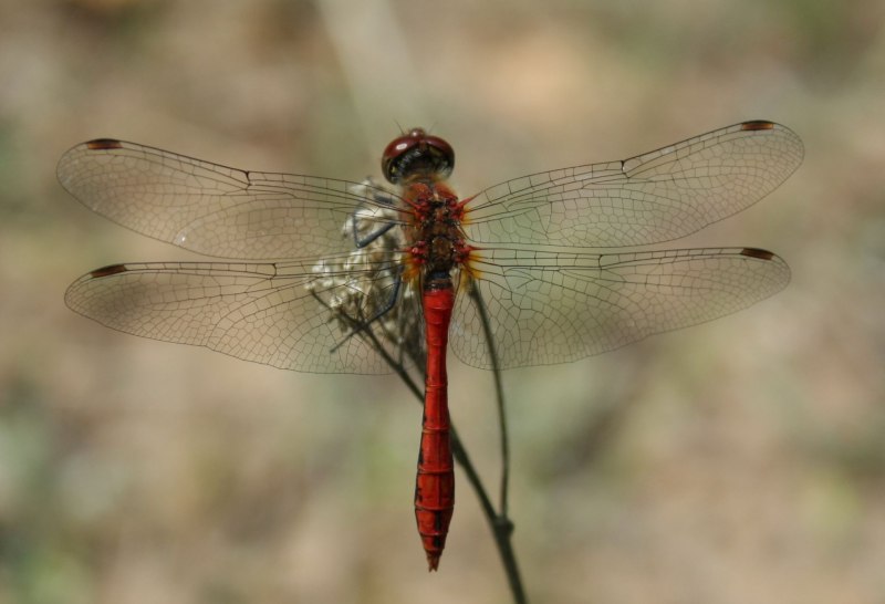 Стрекоза кровяная (Sympetrum sanguineum