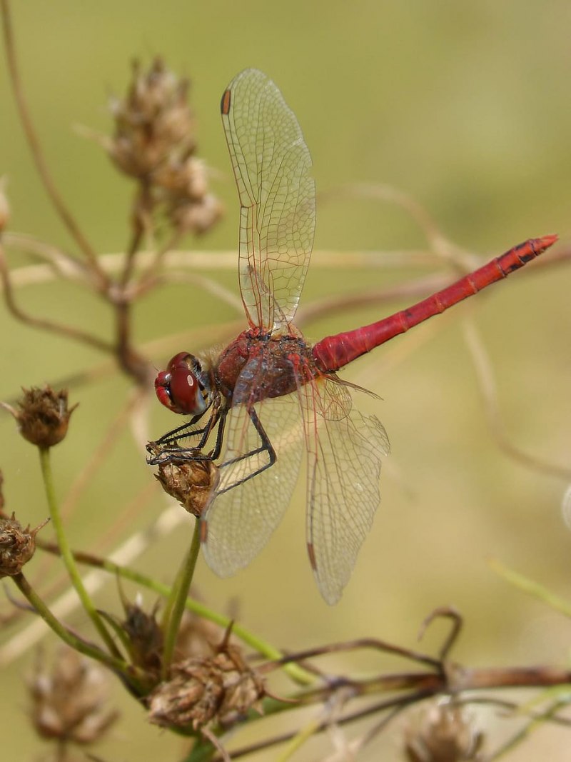 Crocothemis erythraea