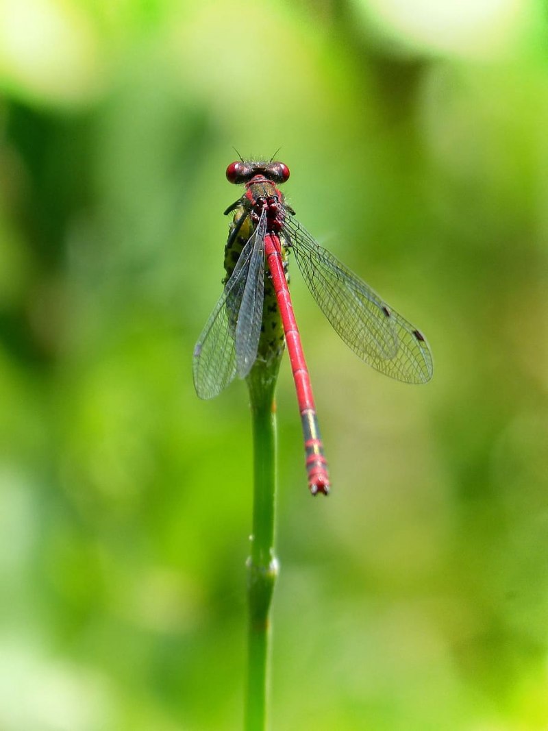 Стрекоза Pyrrhosoma