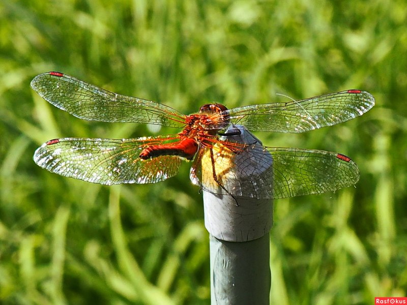 Pyrrhosoma nymphula