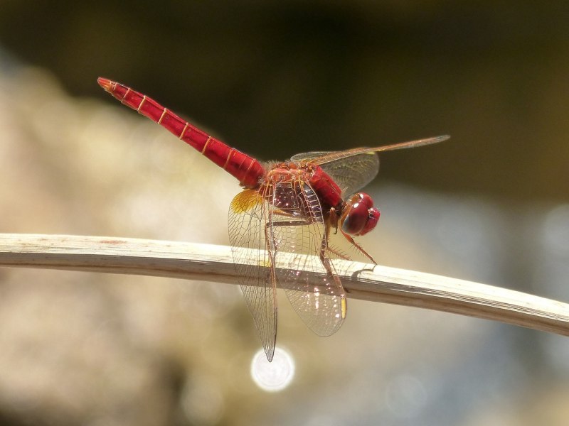Стрекоза Trithemis Aurora