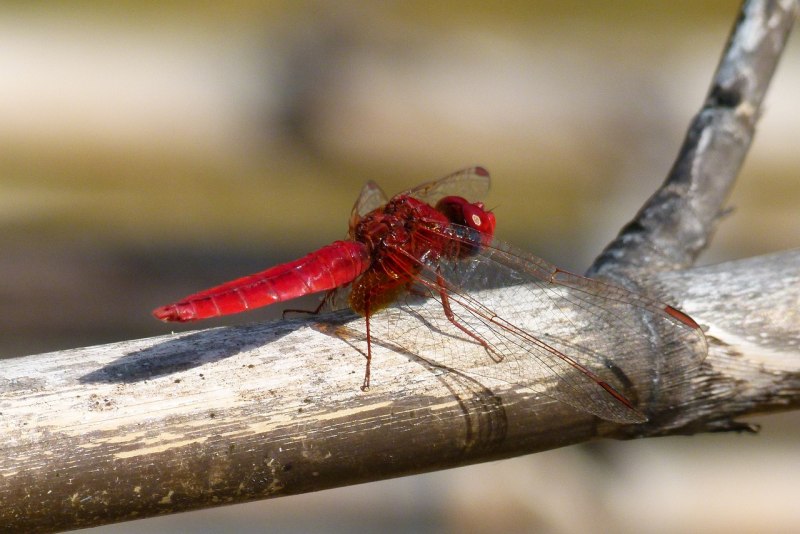 Red Dragonfly