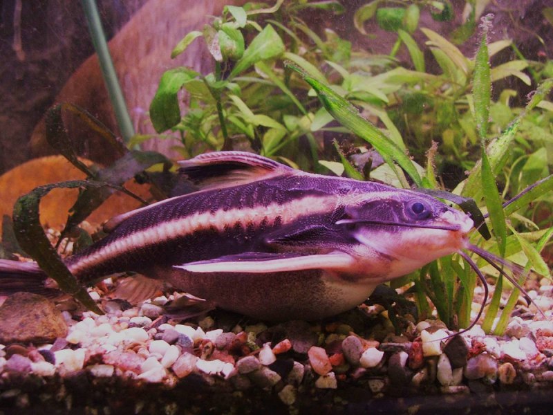 Nannoplecostomus eleonorae