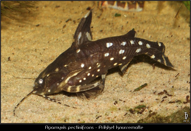 Sturisoma barbatum