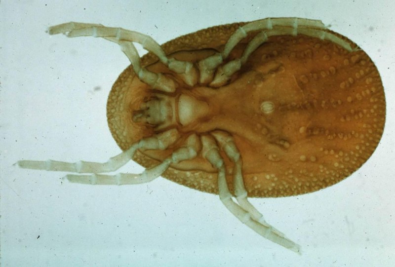Argas persicus