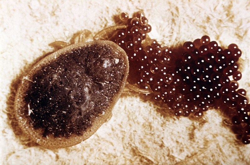 Argas persicus