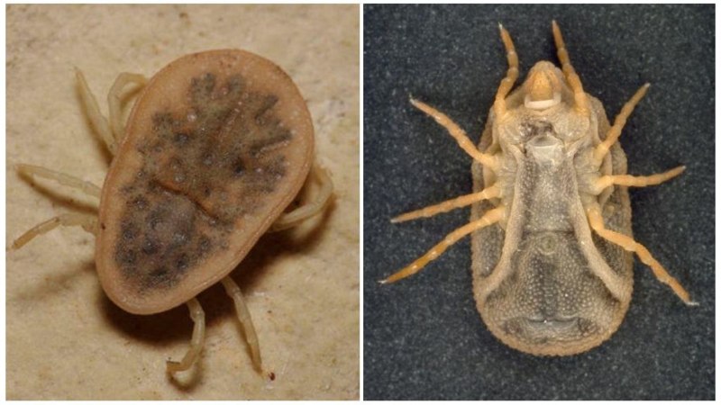 Alveonasus Lahorensis