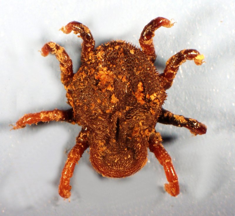 Alveonasus Lahorensis