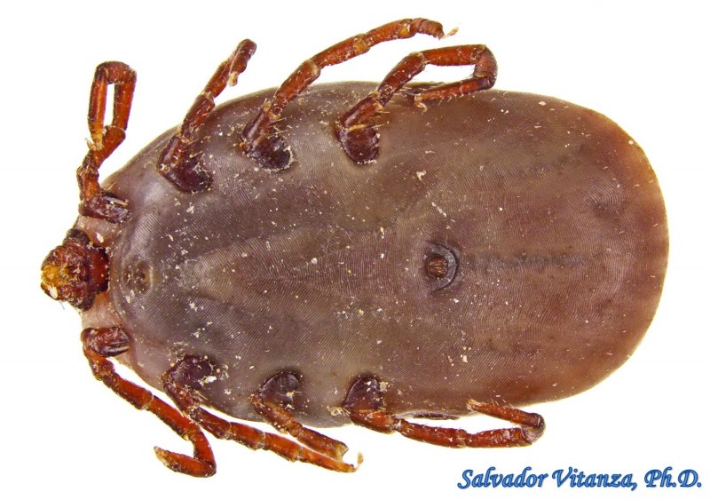 Ixodes persulcatus личинка