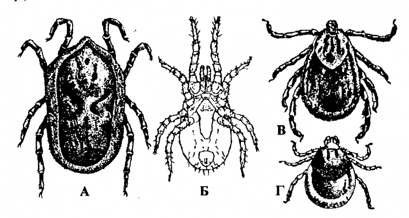 Клещ Rhipicephalus sanguineus