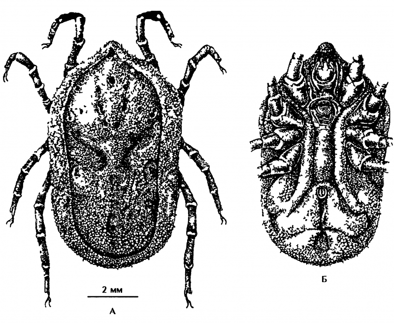 Клещ Rhipicephalus
