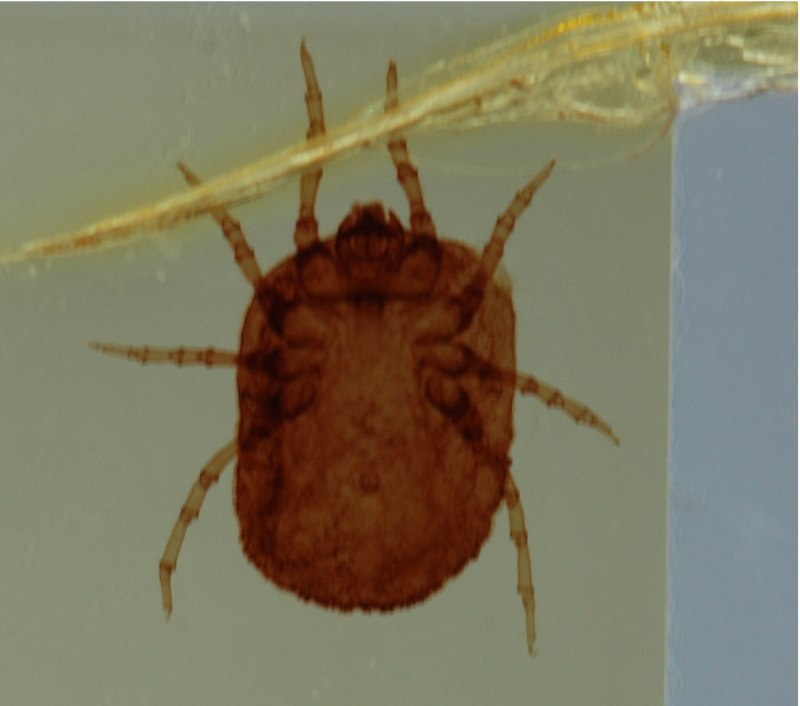 Птичниковый клещ (Dermanyssus gallinae)