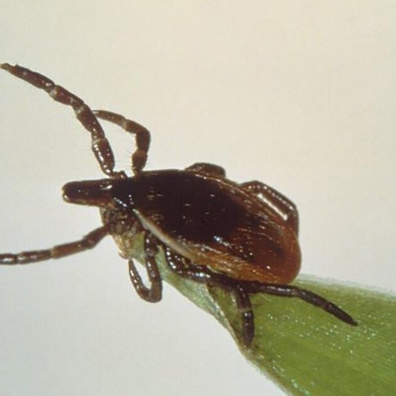 Ornithodorus papillipes строение