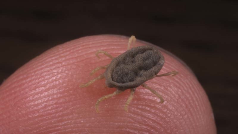 Alveonasus Lahorensis
