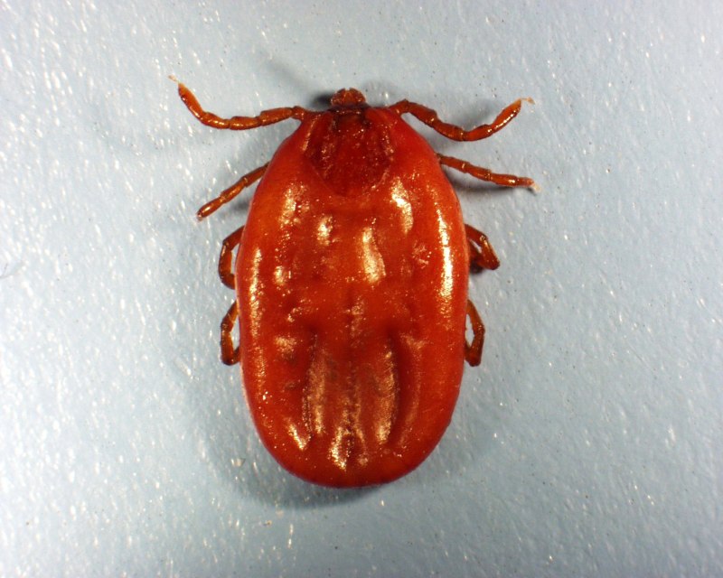 Rhipicephalus sanguineus