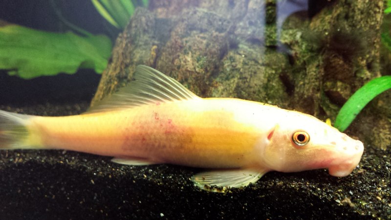 Albino Golden algae Eater