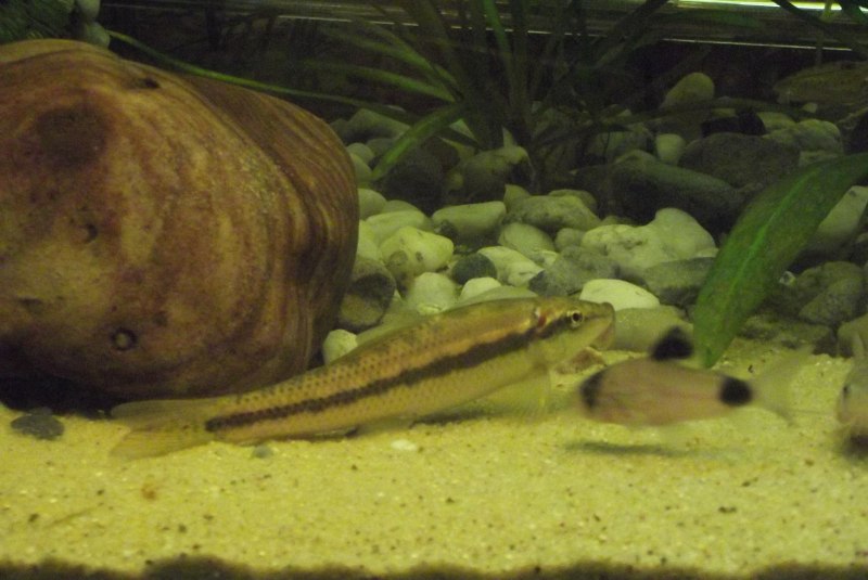 Gyrinocheilus aymonieri