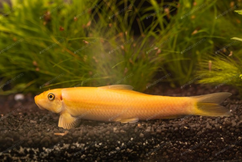 Рода Crossocheilus