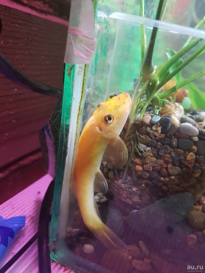 Gyrinocheilus pustulosus