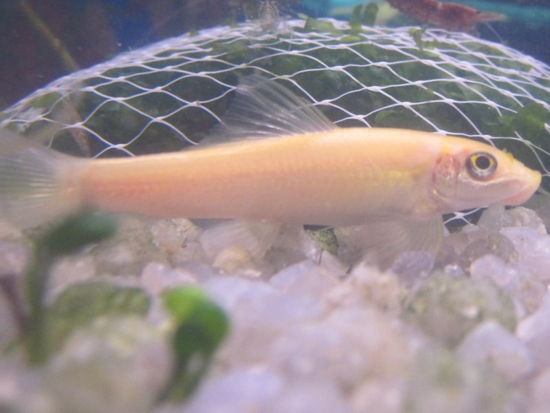 Рыбка сиамский водорослеед