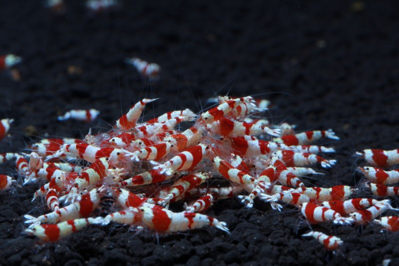 Креветки красный Кристалл Crystal Red Shrimp