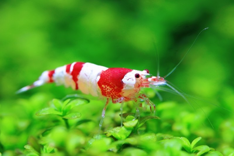 Сaridina (Crystal Red) красный Кристалл