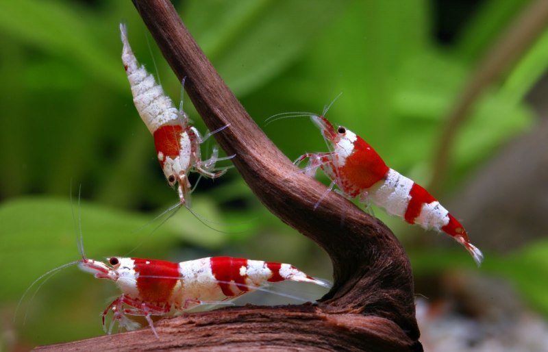 Caridina CF. Cantonensis