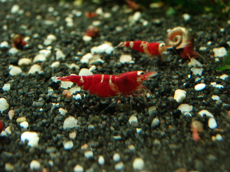 Креветки красный Кристалл Crystal Red Shrimp