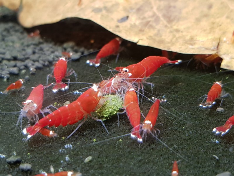Сaridina (Crystal Red) красный Кристалл